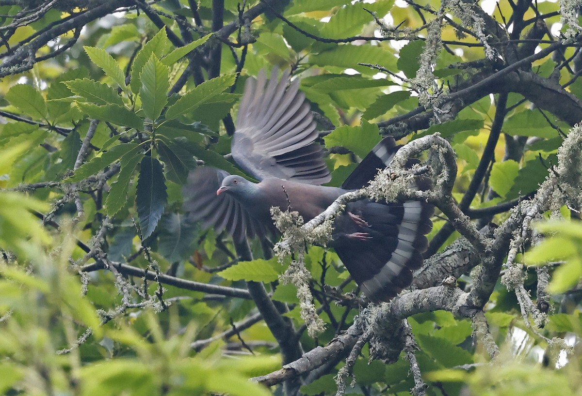 Bolle's Pigeon - ML637281833