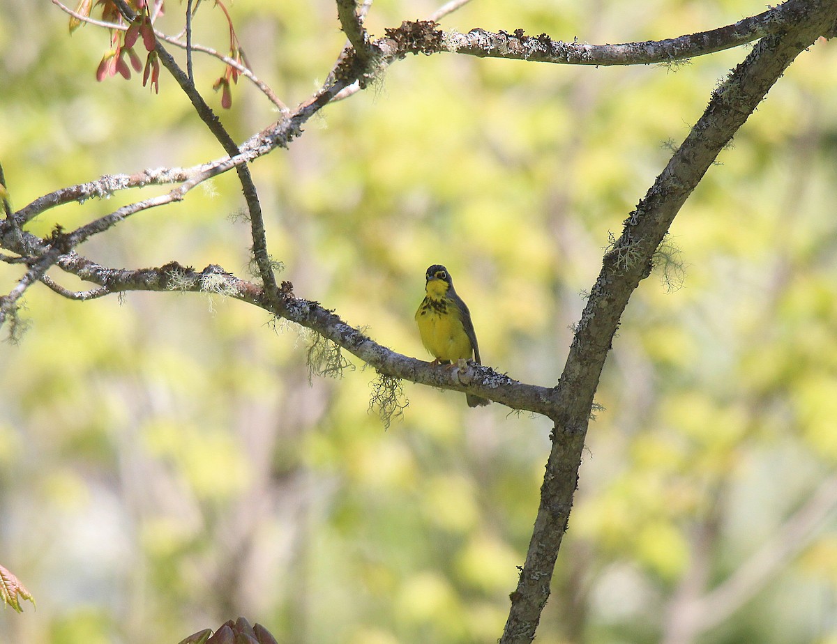 Canada Warbler - ML637281848