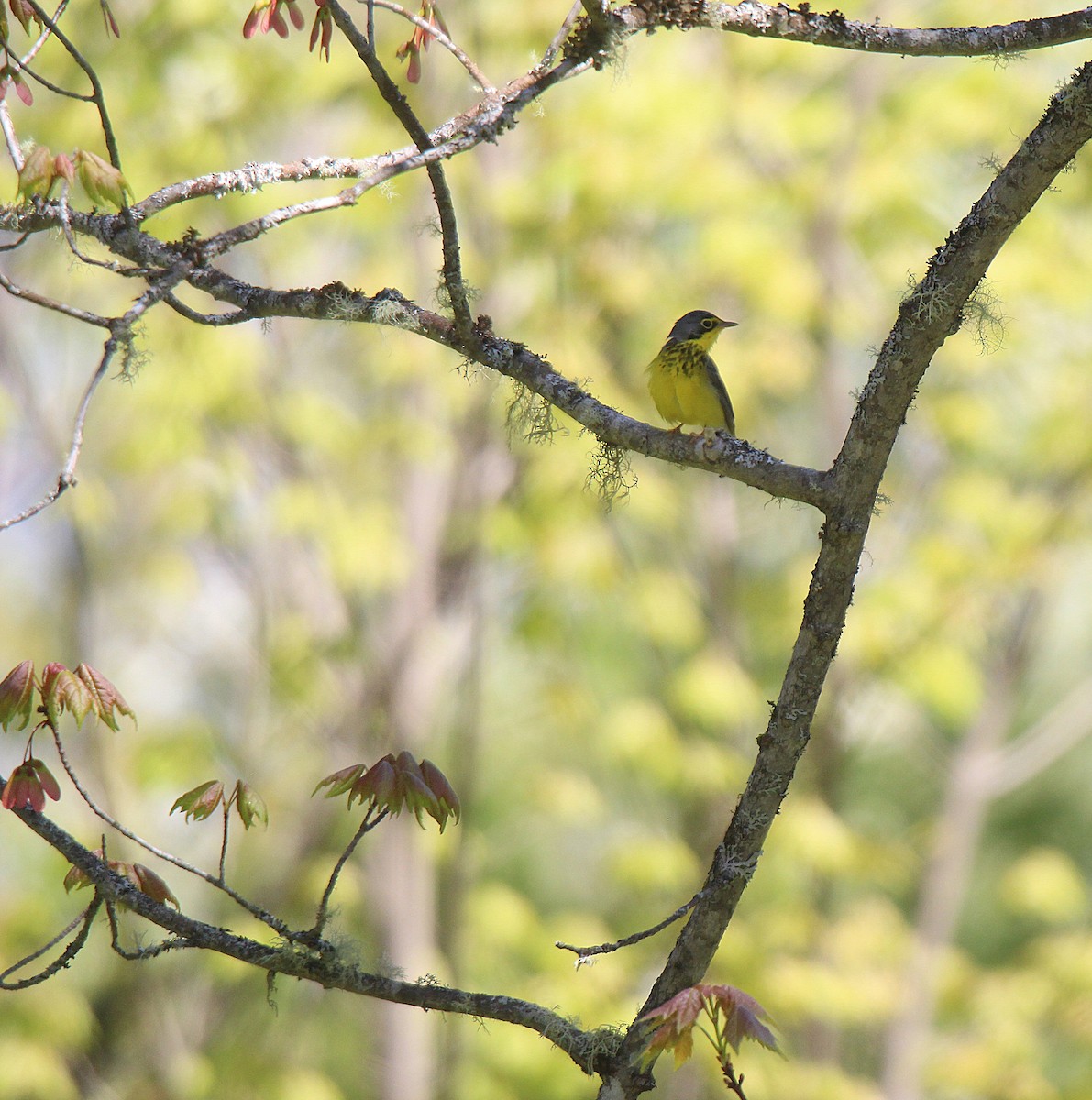 Canada Warbler - ML637281849