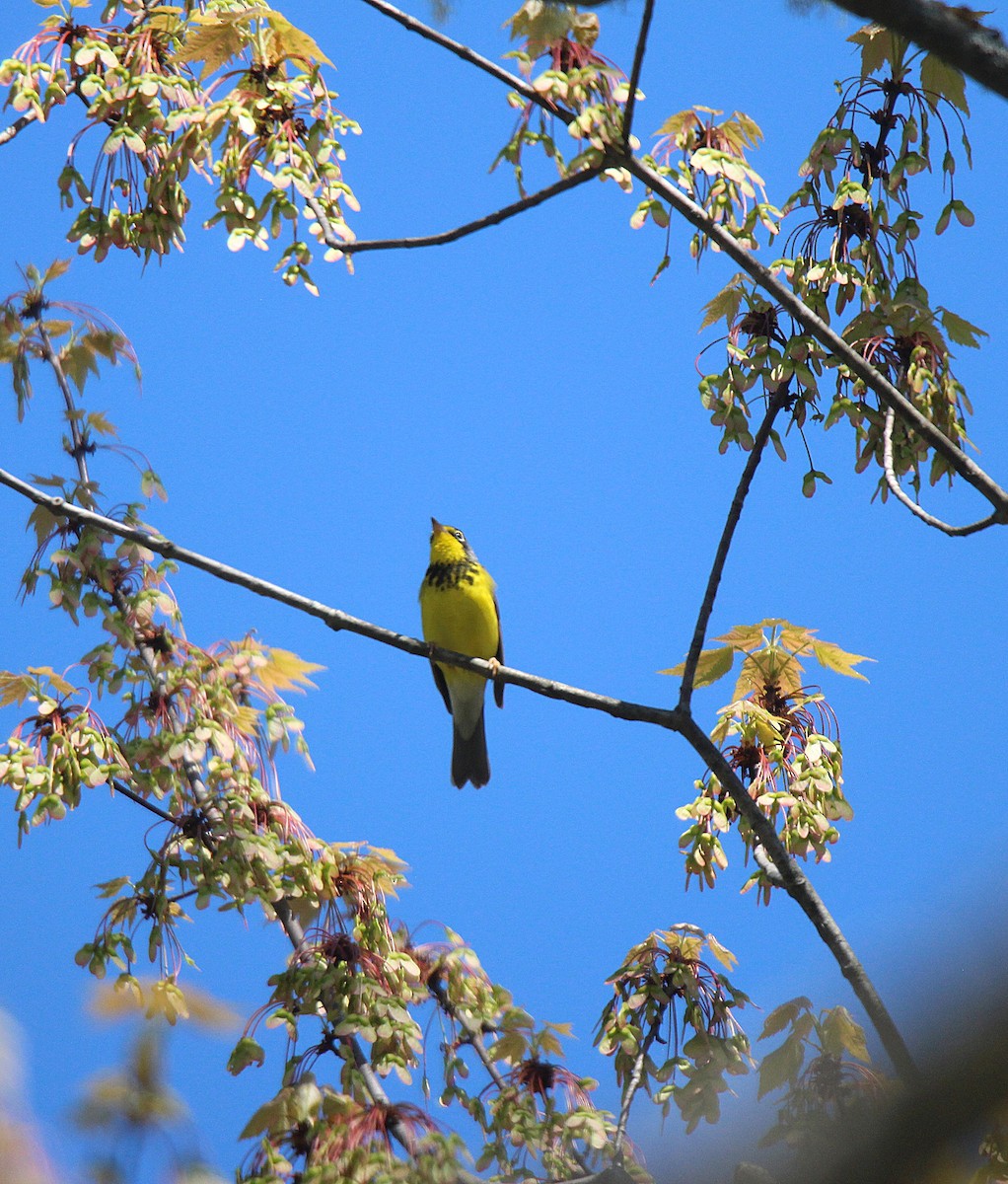 Canada Warbler - ML637281850
