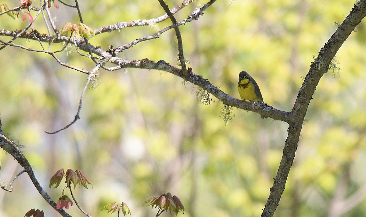 Canada Warbler - ML637281851