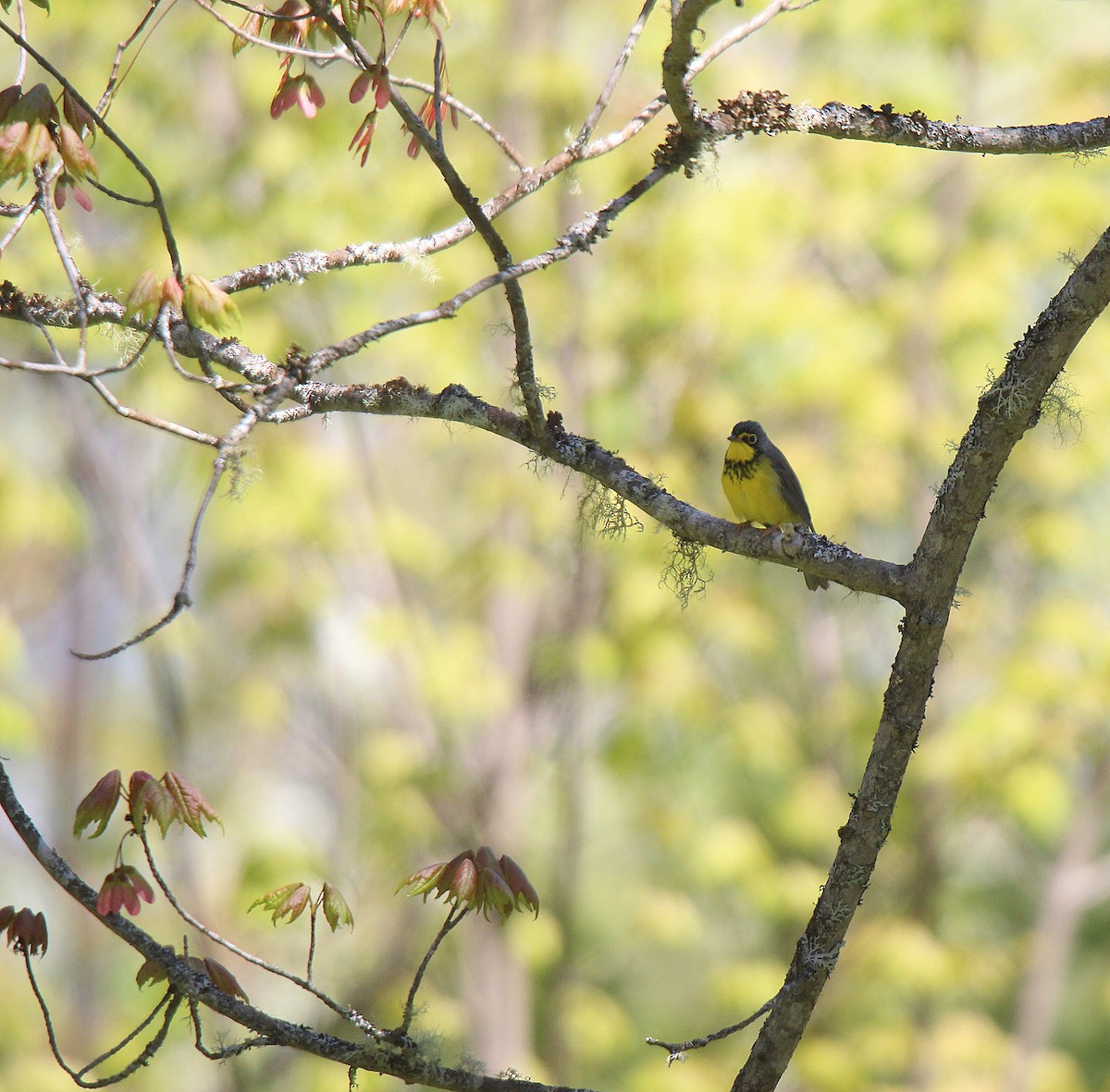 Canada Warbler - ML637281852