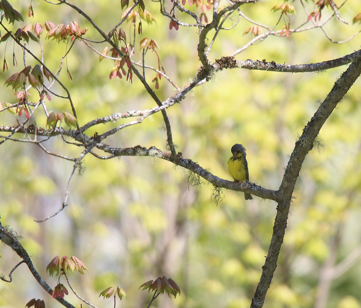 Canada Warbler - ML637281853
