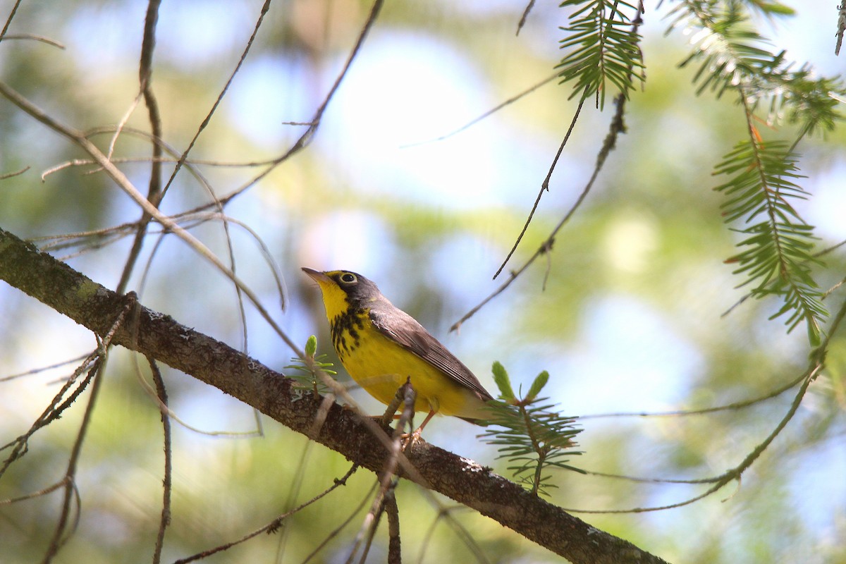 Canada Warbler - ML637281855