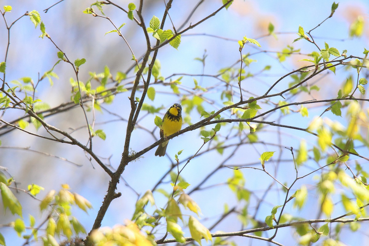 Canada Warbler - ML637281856