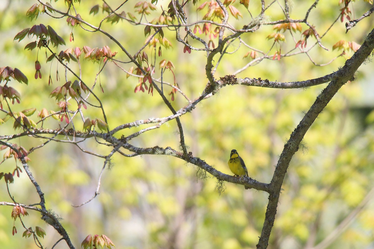 Canada Warbler - ML637281857