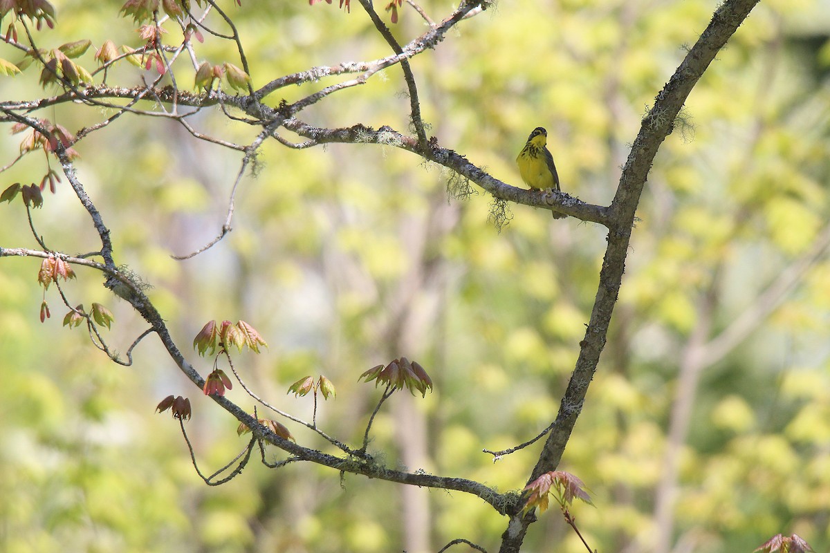 Canada Warbler - ML637281858