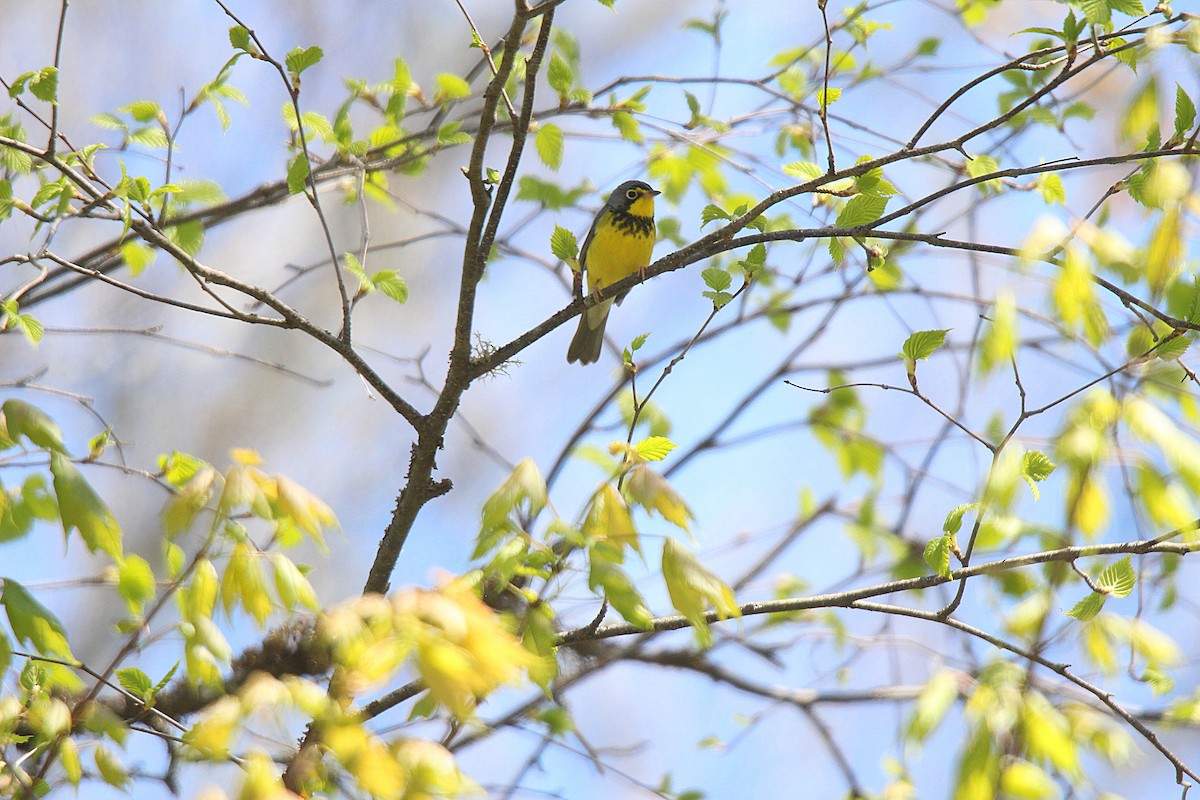 Canada Warbler - ML637281860