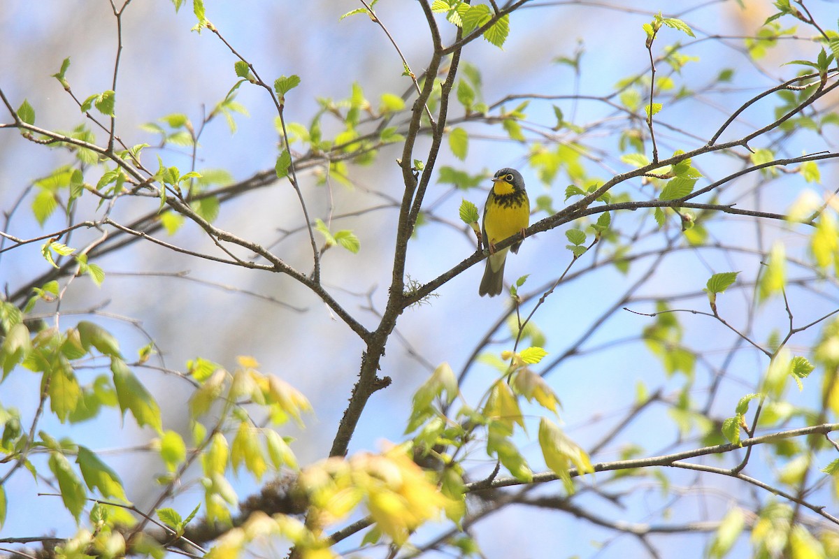 Canada Warbler - ML637281861