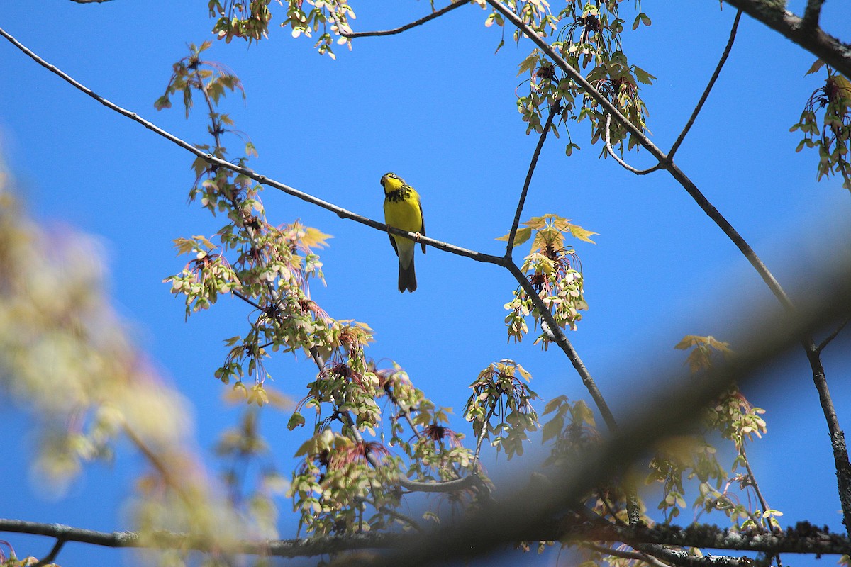 Canada Warbler - ML637281863