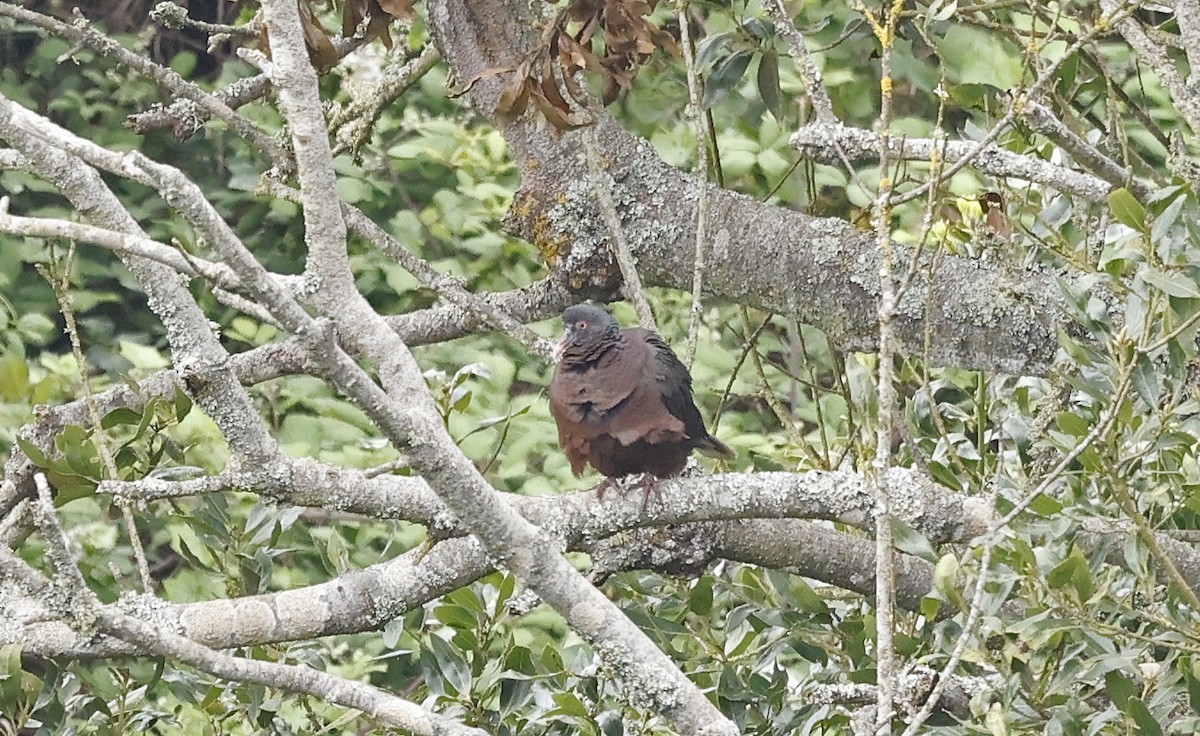 holub vavřínový - ML637281878