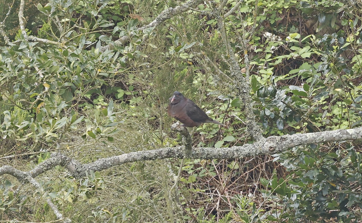 holub vavřínový - ML637281883