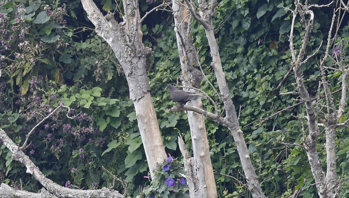 holub vavřínový - ML637281885