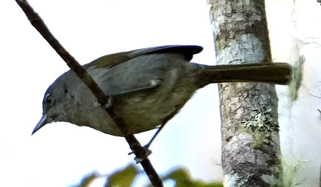 Green-tailed Warbler - ML637281891