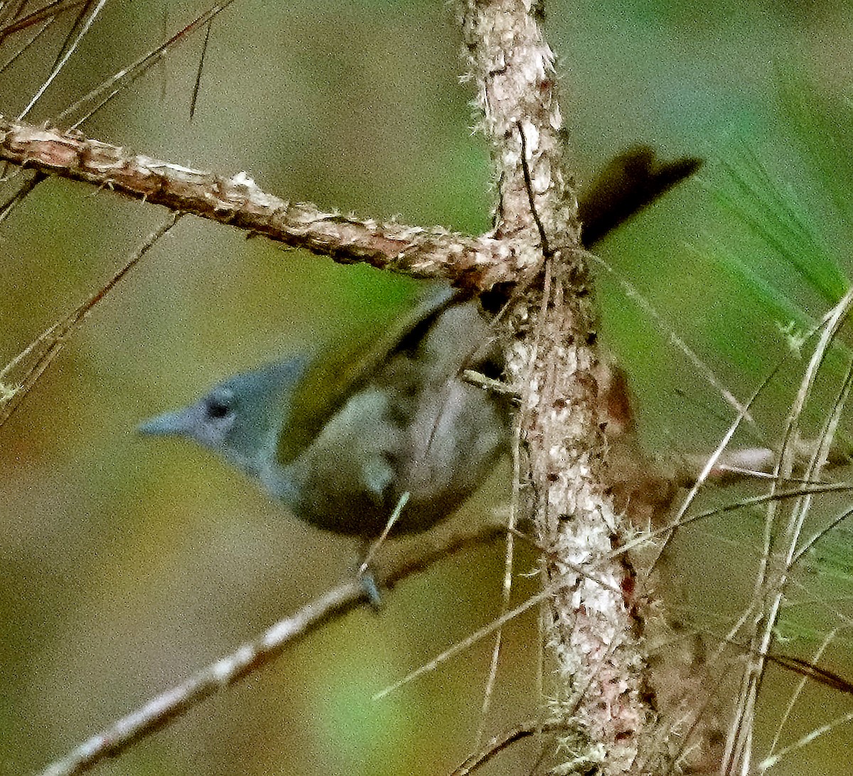 Green-tailed Warbler - ML637281892