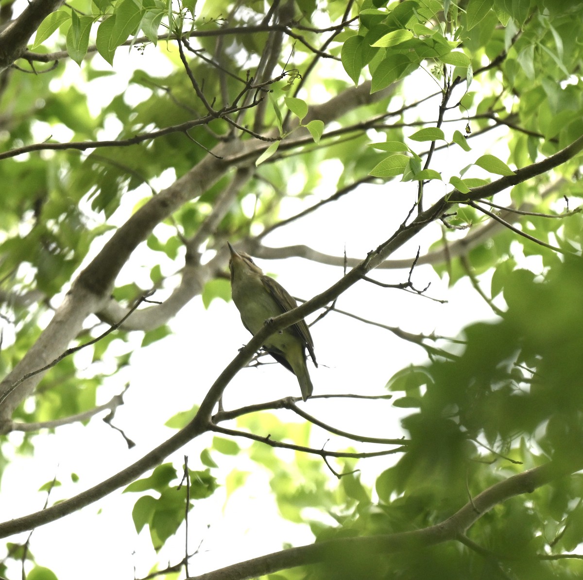 Black-whiskered Vireo - ML637281895