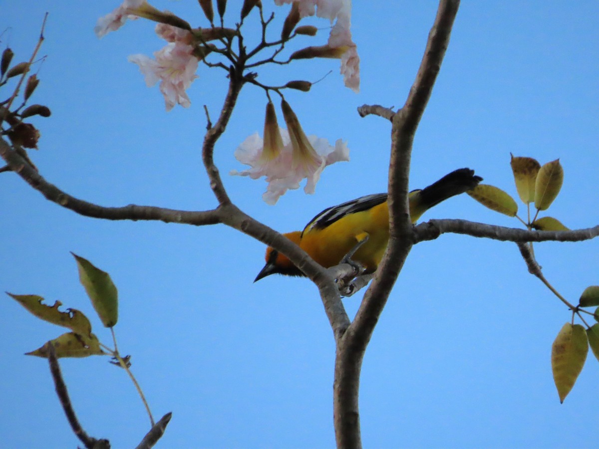 Streak-backed Oriole - ML637281924