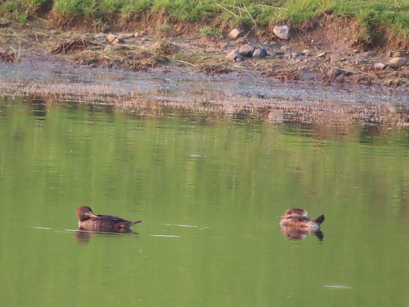 Common/Red-breasted Merganser - ML637281929
