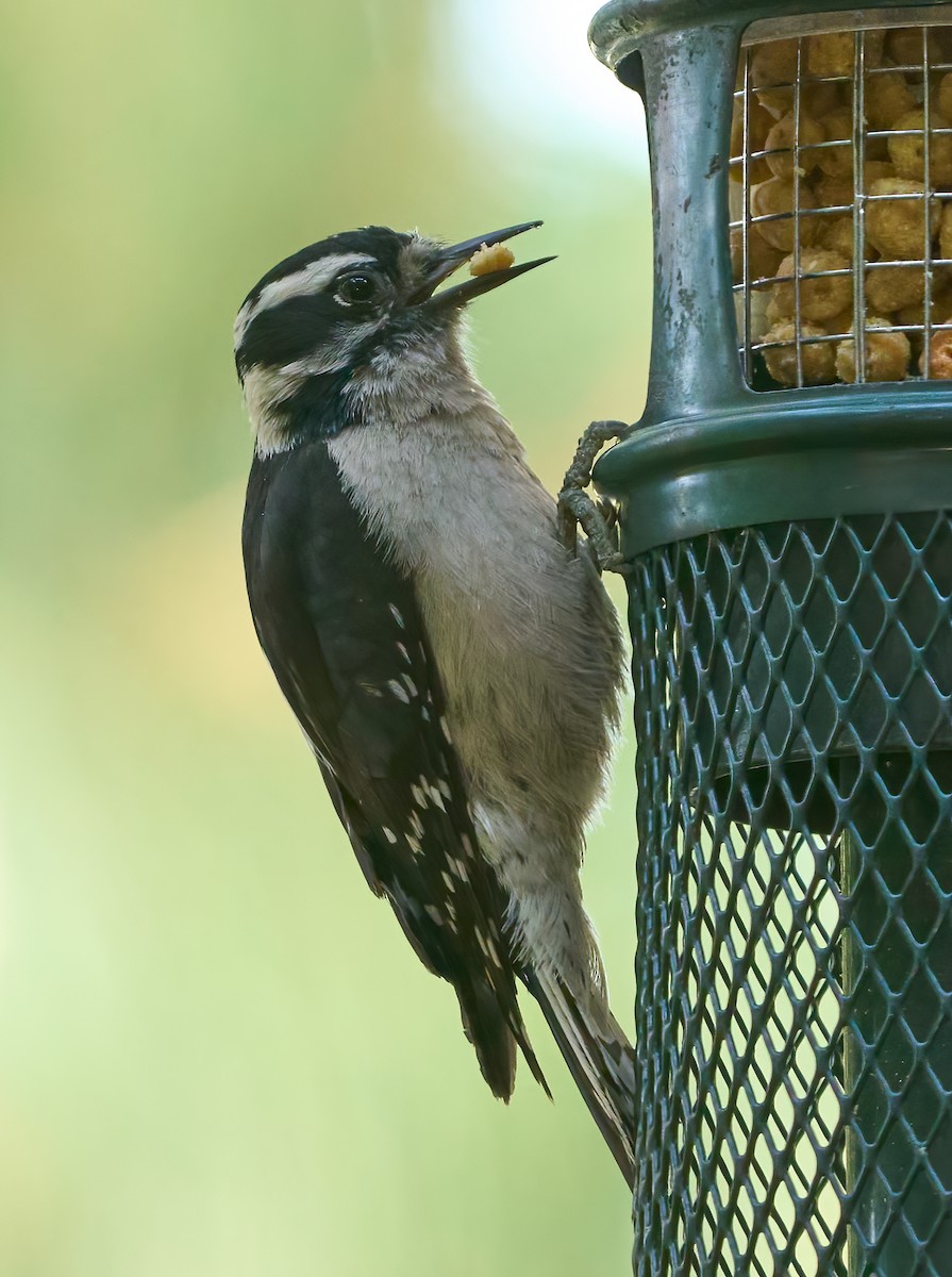Downy Woodpecker - ML637281937