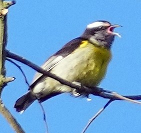 Bananaquit (Greater Antillean) - ML637281964