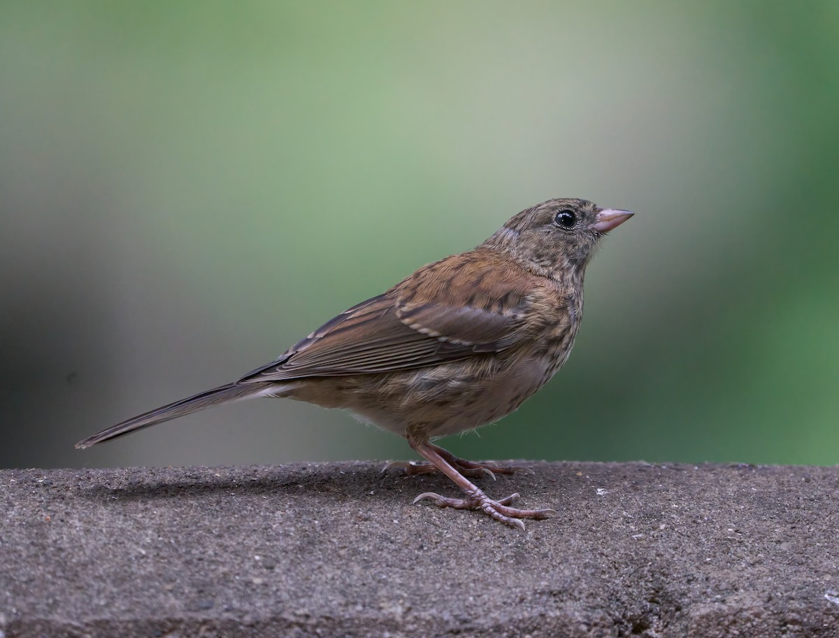 Dark-eyed Junco (Oregon) - ML637282000