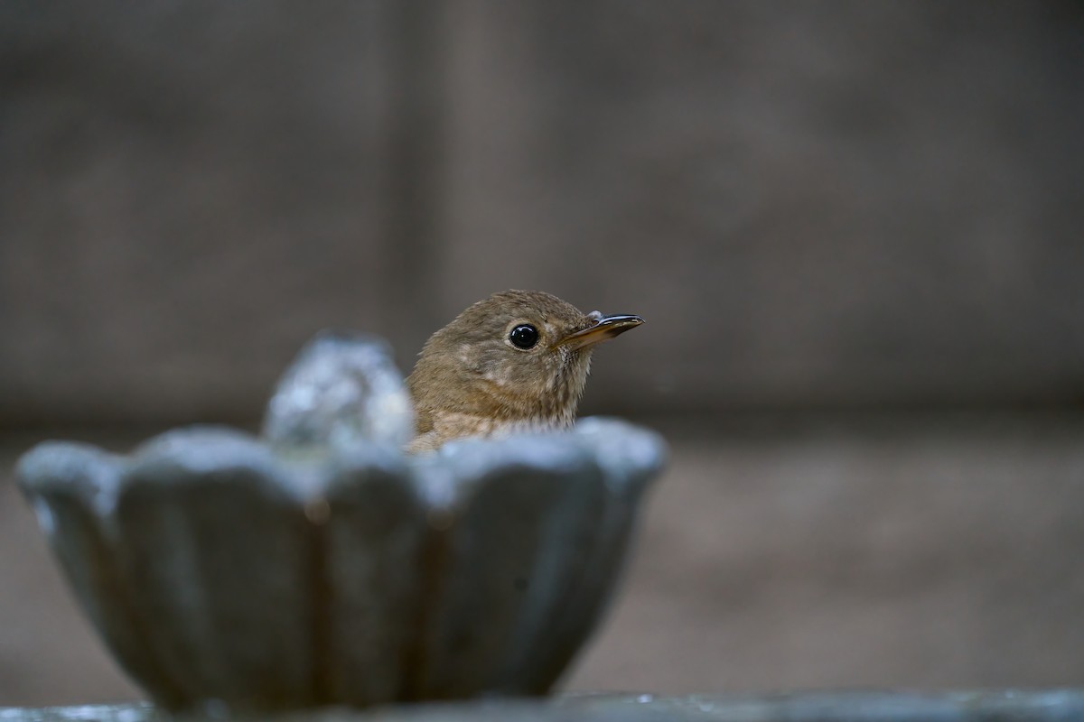 Swainson's Thrush - ML637282004