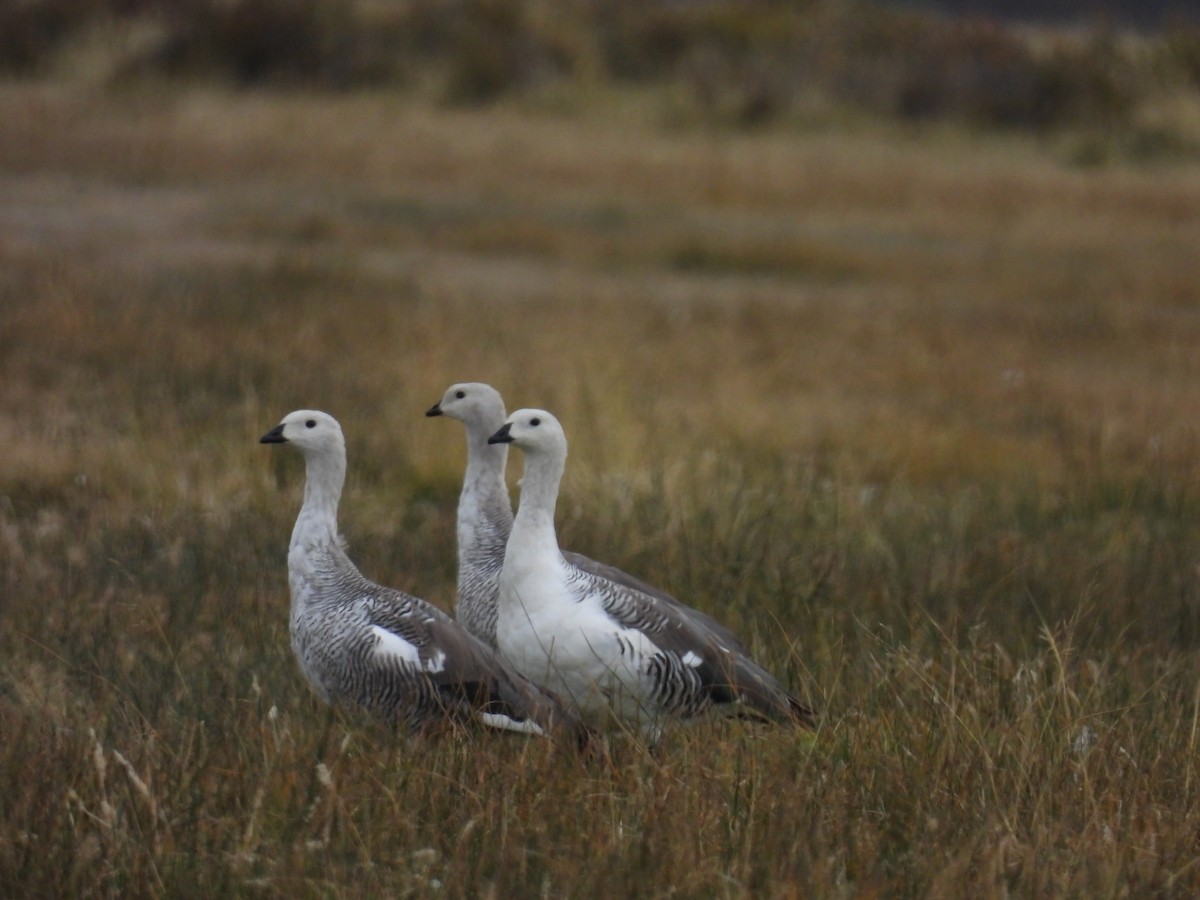 Upland Goose - ML637282016