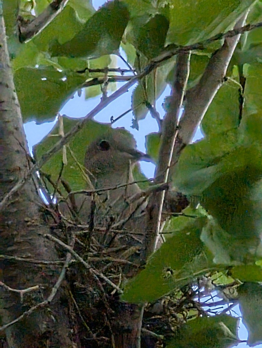Eurasian Collared-Dove - ML637282019