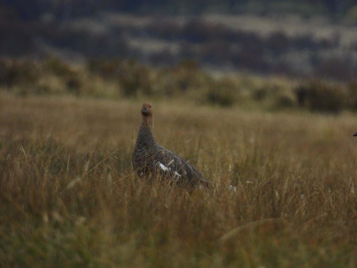 Upland Goose - ML637282035
