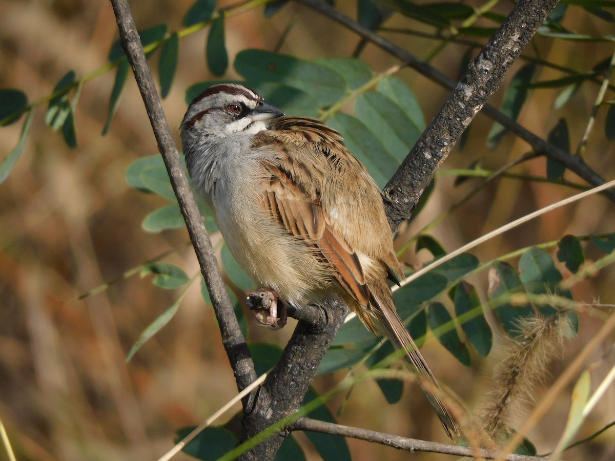 Yungas Sparrow - ML637282077