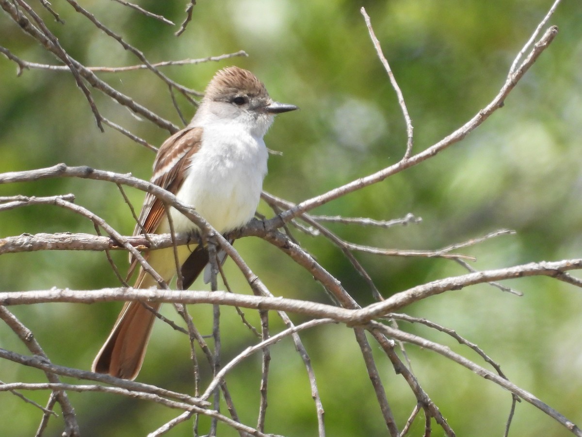 Ash-throated Flycatcher - ML637282079