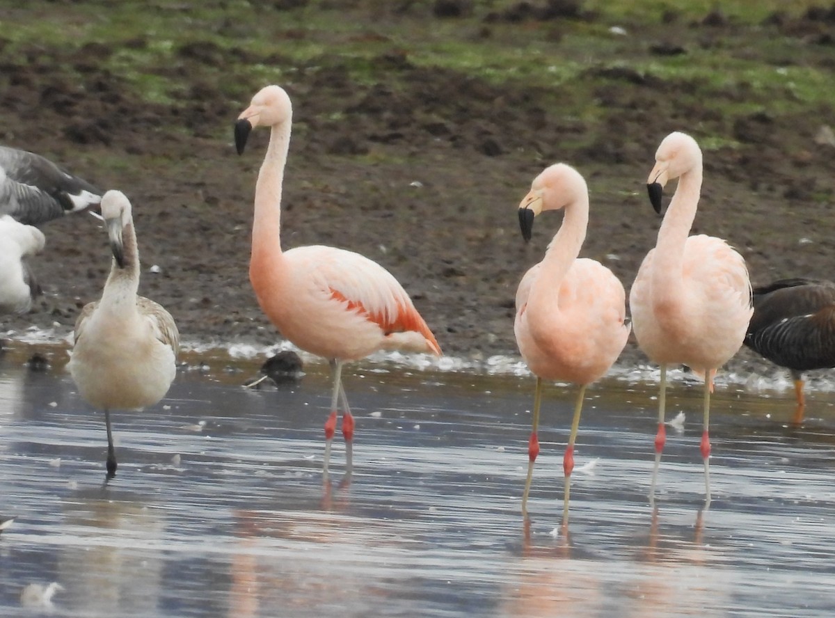 Chilean Flamingo - ML637282085