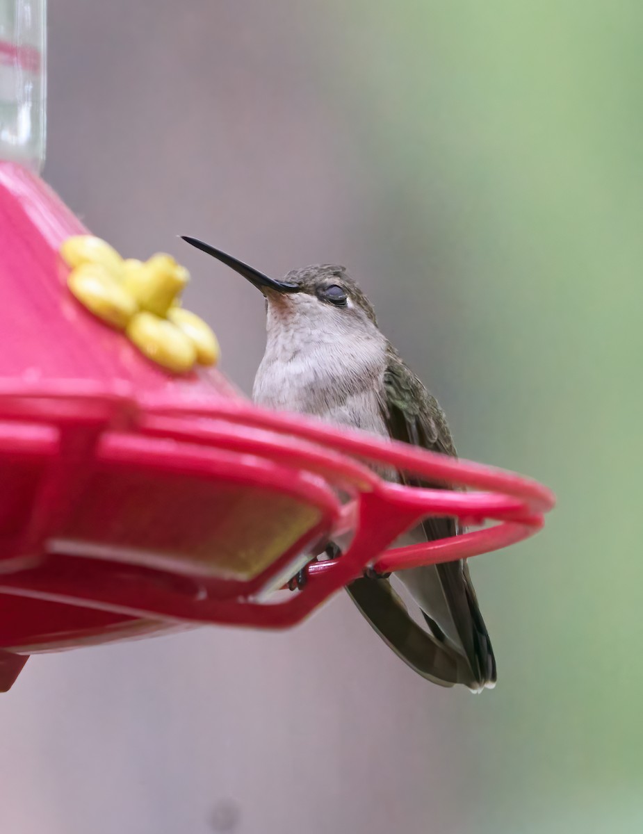 Black-chinned Hummingbird - ML637282086