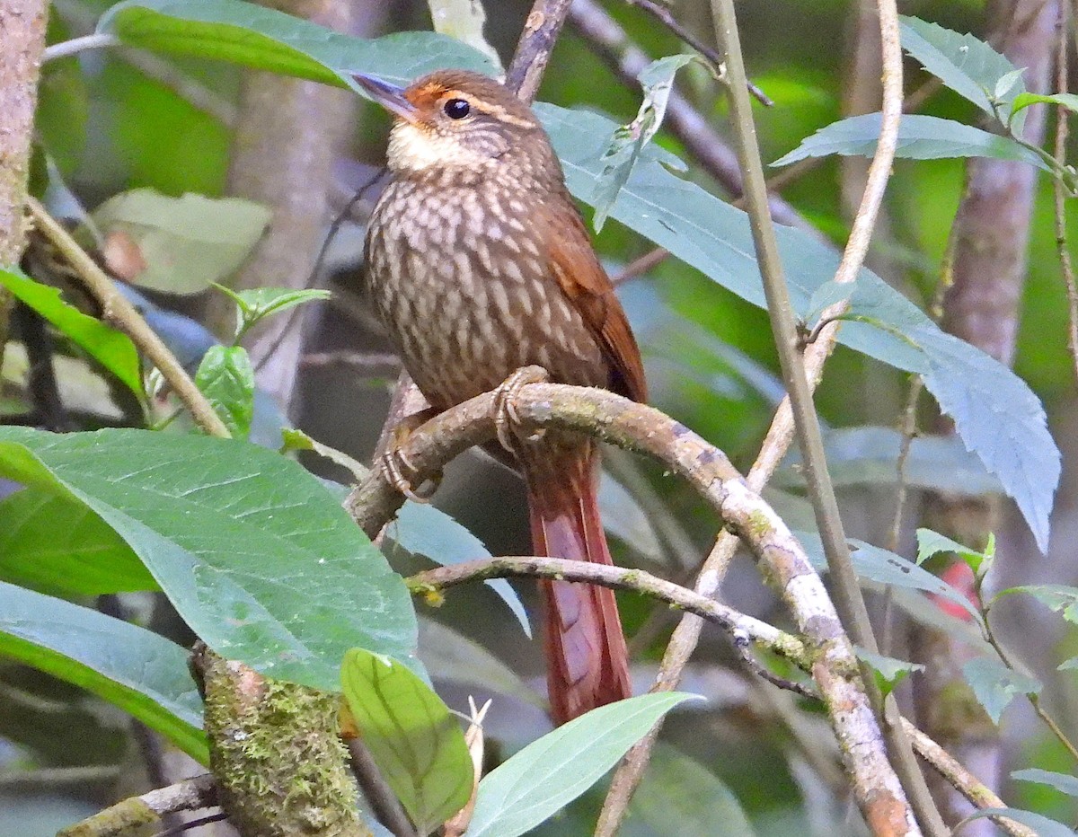 Buff-browed Foliage-gleaner - ML637282112