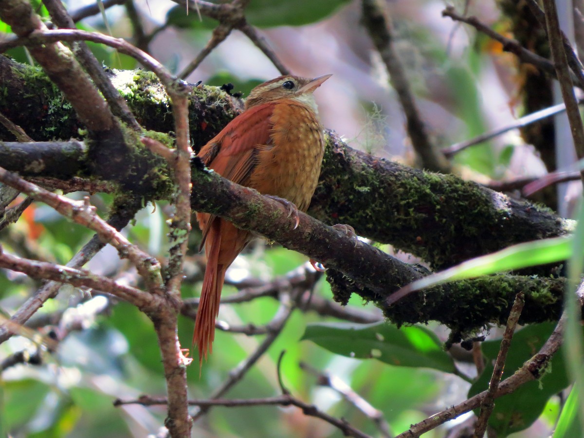 Ruddy Treerunner - ML637282127