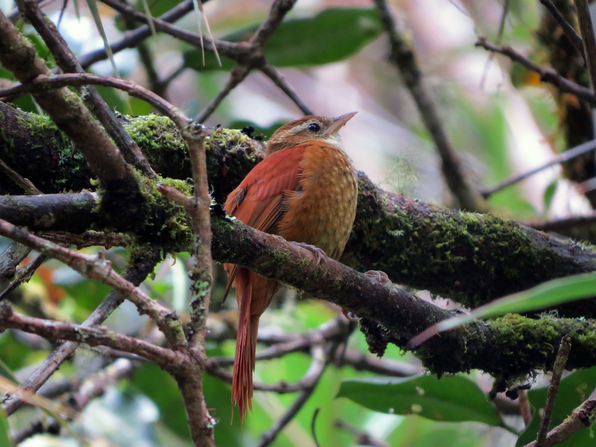Ruddy Treerunner - ML637282133