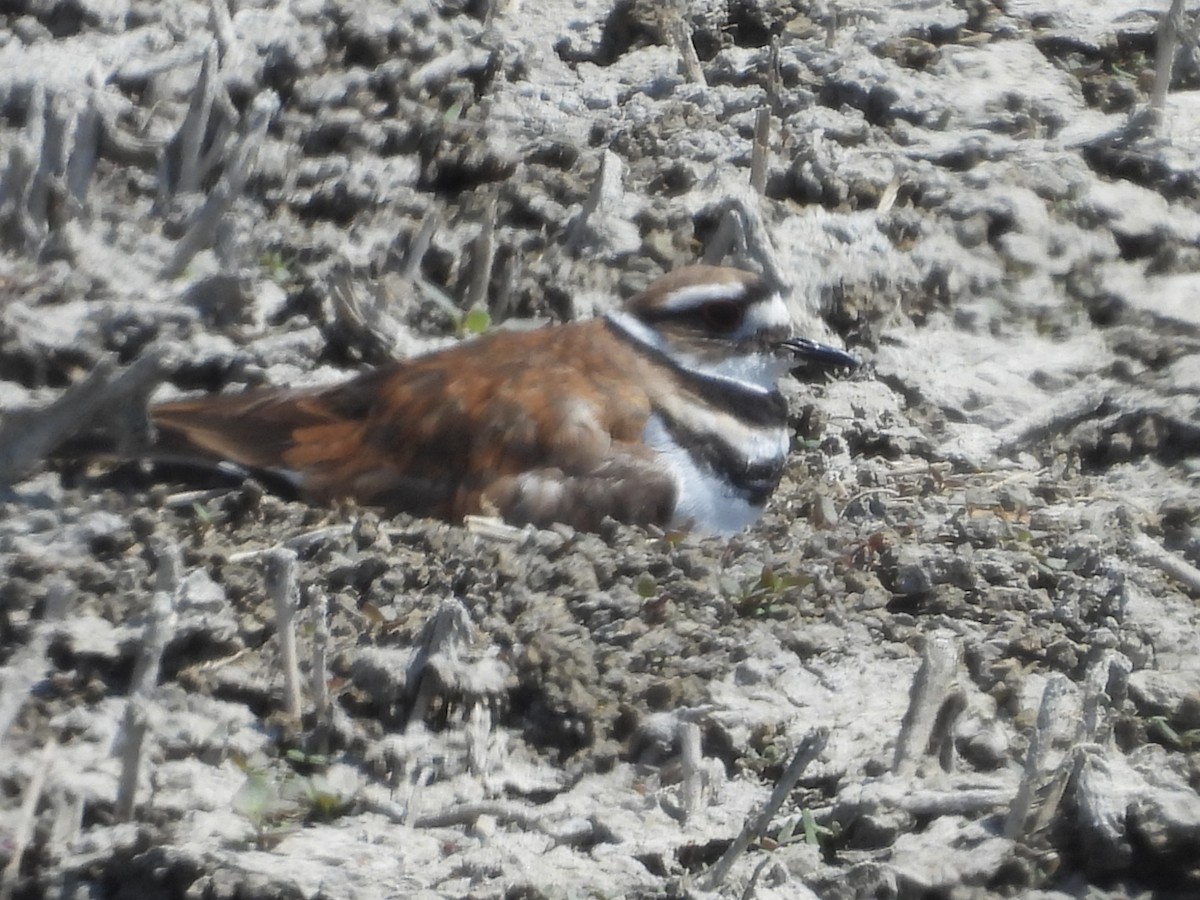 Killdeer - ML637282140