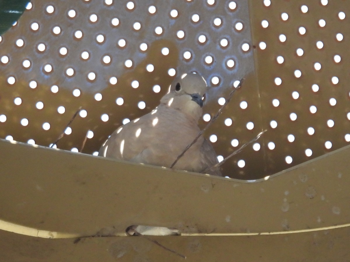 Буулгат хүүрзгэнэ - ML637282149