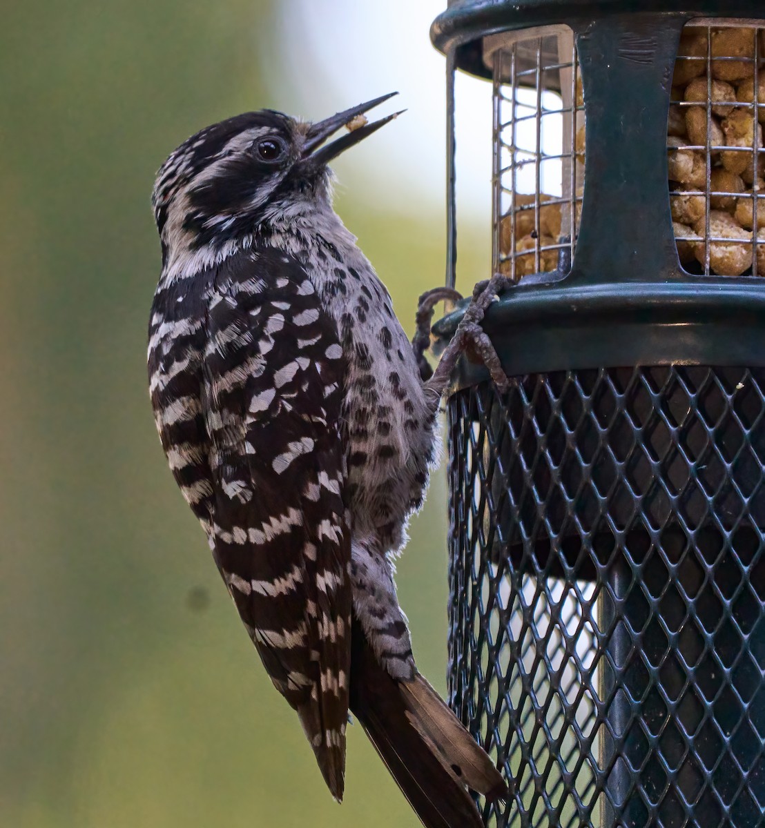 Nuttall's Woodpecker - ML637282154