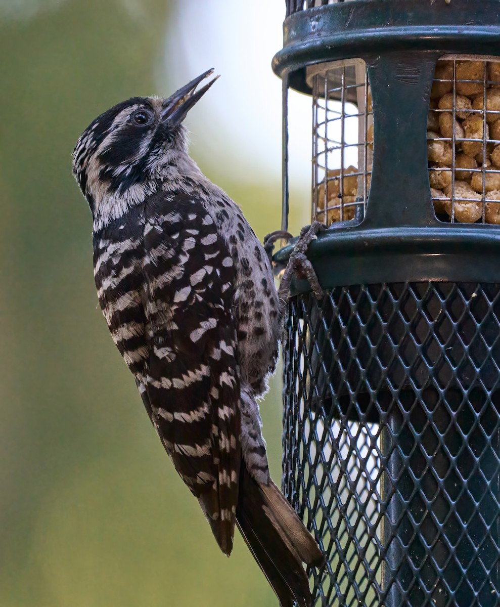 Nuttall's Woodpecker - ML637282155