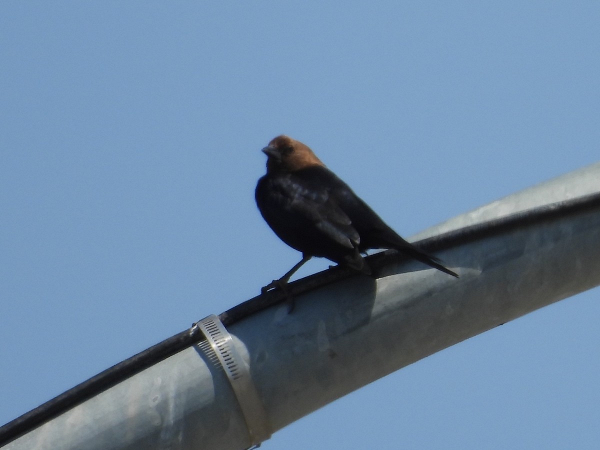 Brown-headed Cowbird - ML637282159