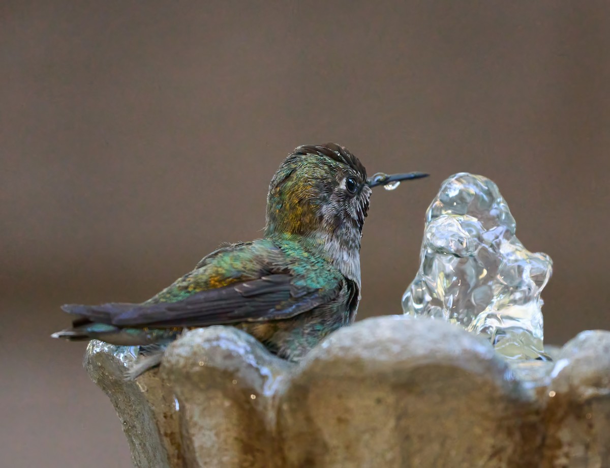 Anna's Hummingbird - ML637282163