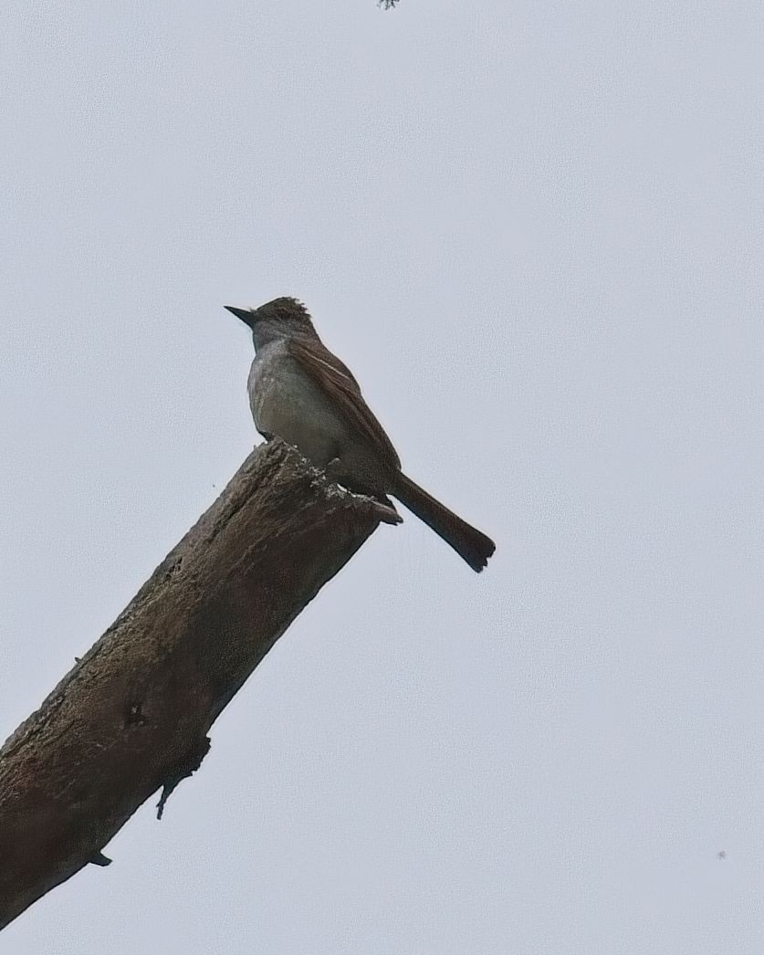 Ash-throated Flycatcher - ML637282165