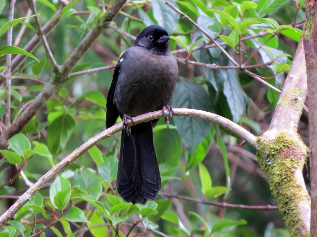 Yellow-thighed Brushfinch - ML637282166
