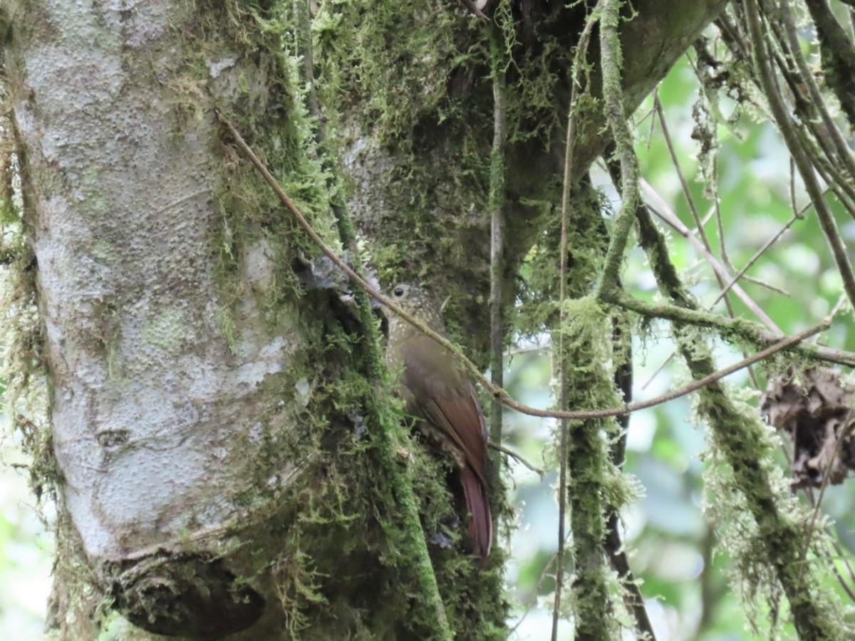 Olive-backed Woodcreeper - ML637282168