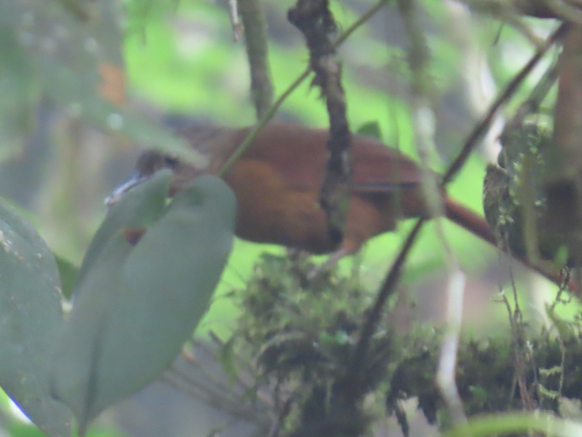 Streak-capped Treehunter - ML637282208