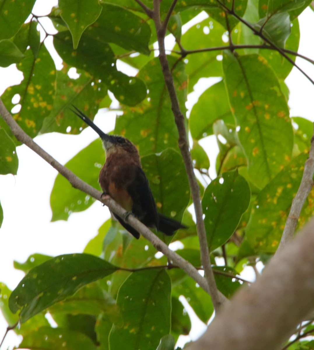 Brown Jacamar - ML637282212