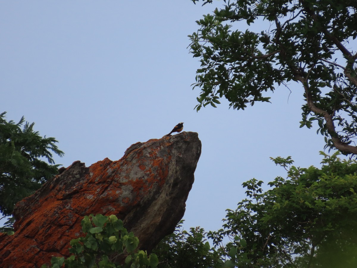 Mocking Cliff-Chat - ML637282214
