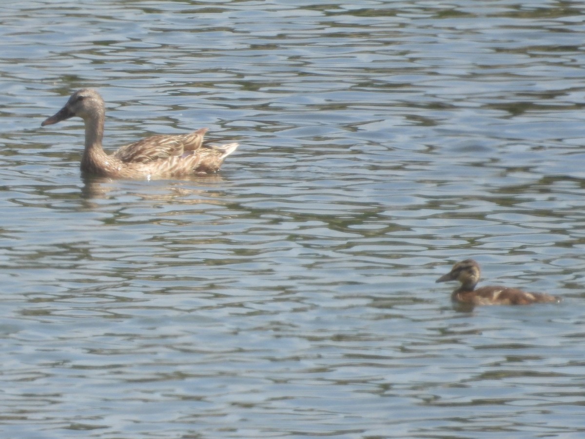 Зэрлэг нугас - ML637282227