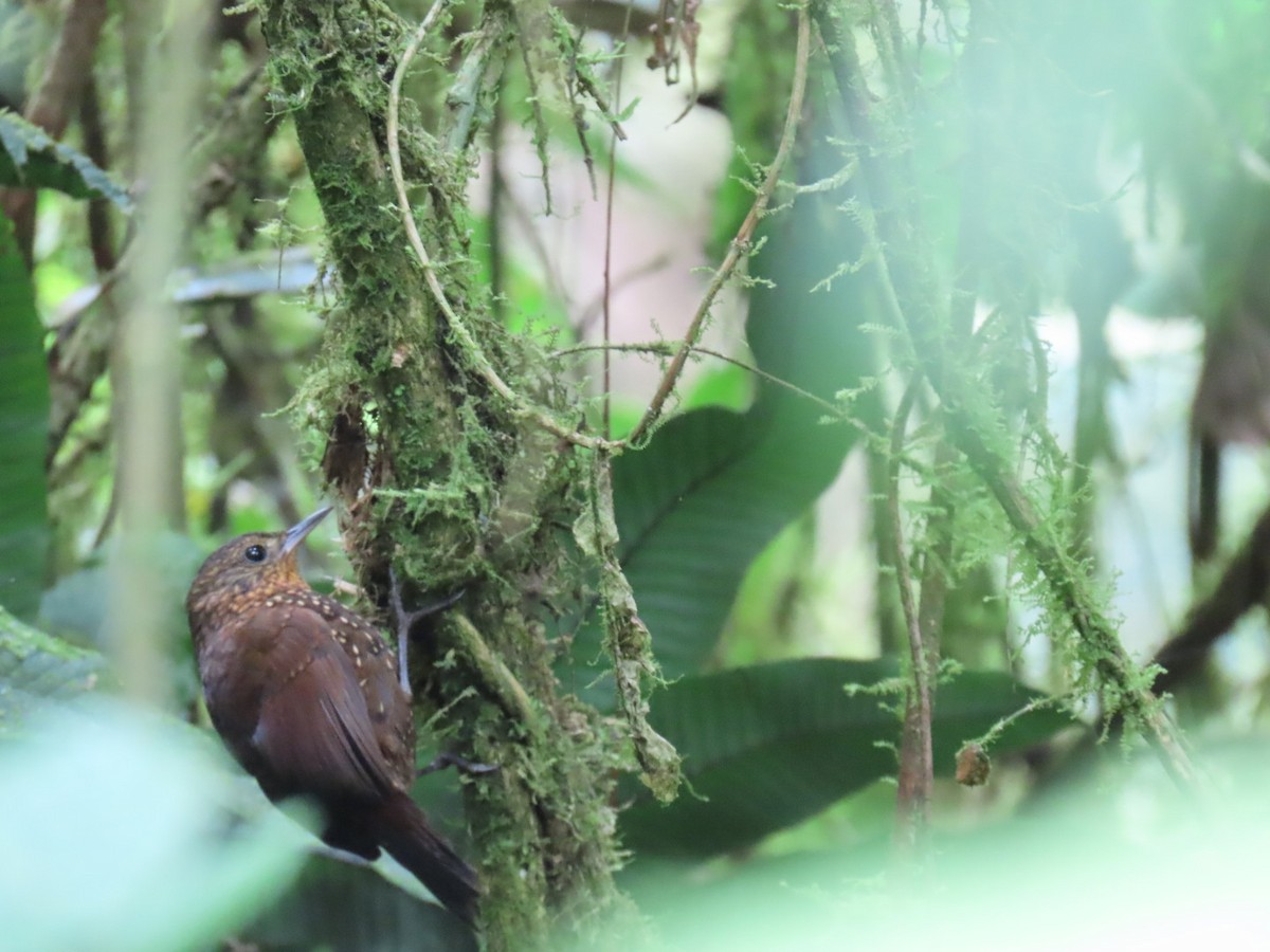 Spotted Barbtail - ML637282240